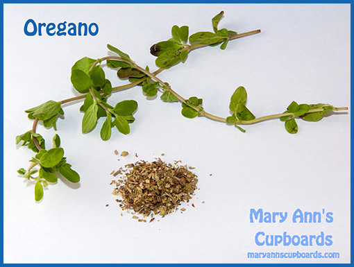 Oregano by Michael Zimmerman