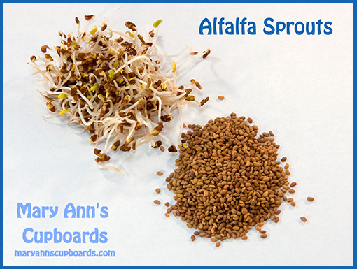 Alfalfa Sprouts by Michael Zimmerman