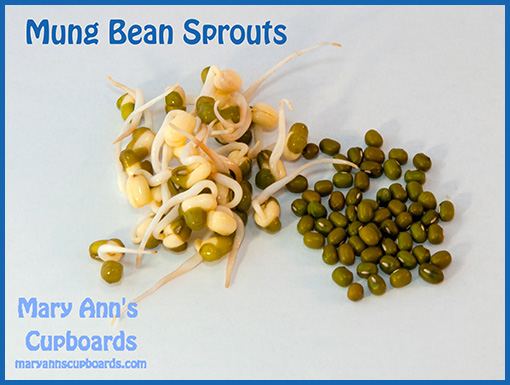 Mung Sprouts by Michael Zimmerman