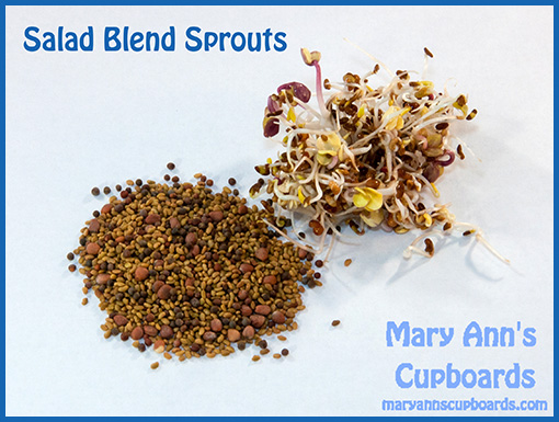 Salad Sprouts by Michael Zimmerman